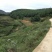 昭通市昭阳区300亩旱地有林地出租