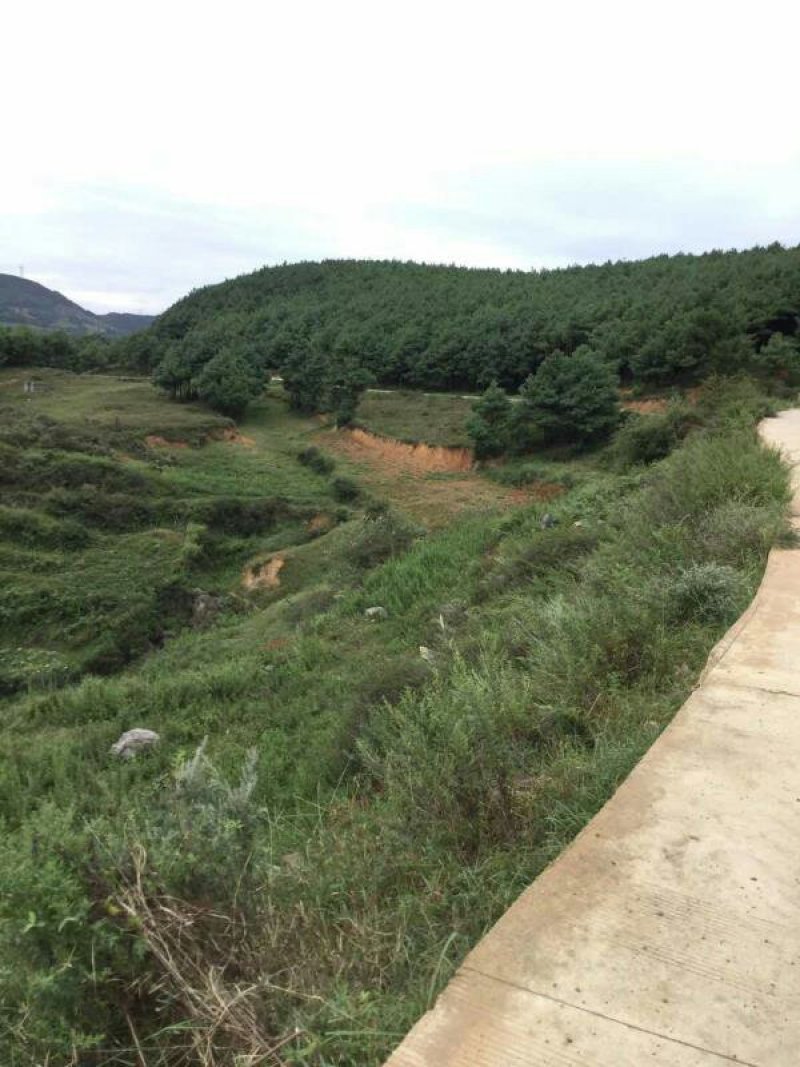 昭通市昭阳区300亩旱地有林地出租