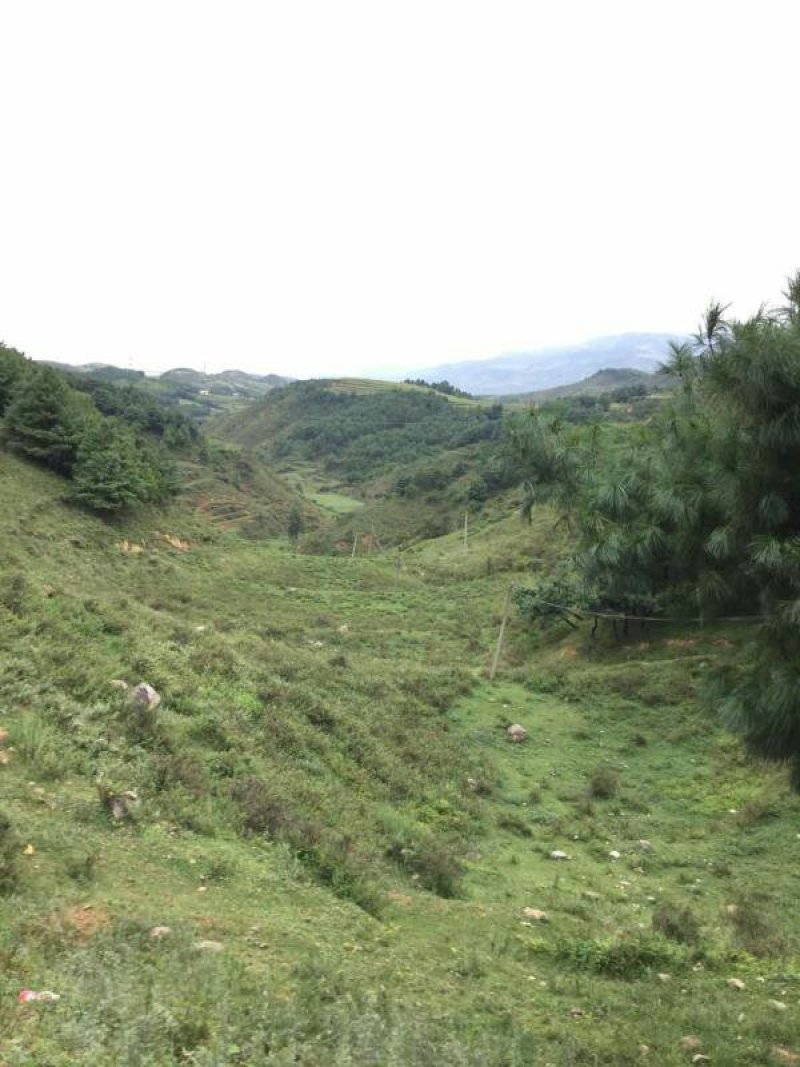 昭通市昭阳区300亩旱地有林地出租