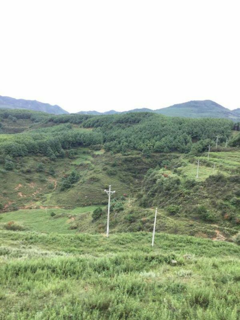 昭通市昭阳区300亩旱地有林地出租
