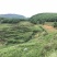 昭通市昭阳区300亩旱地有林地出租