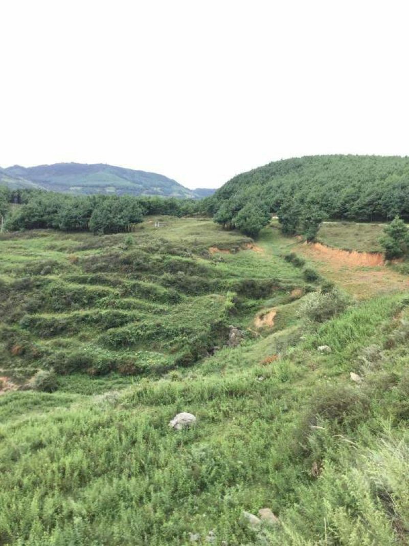 昭通市昭阳区300亩旱地有林地出租