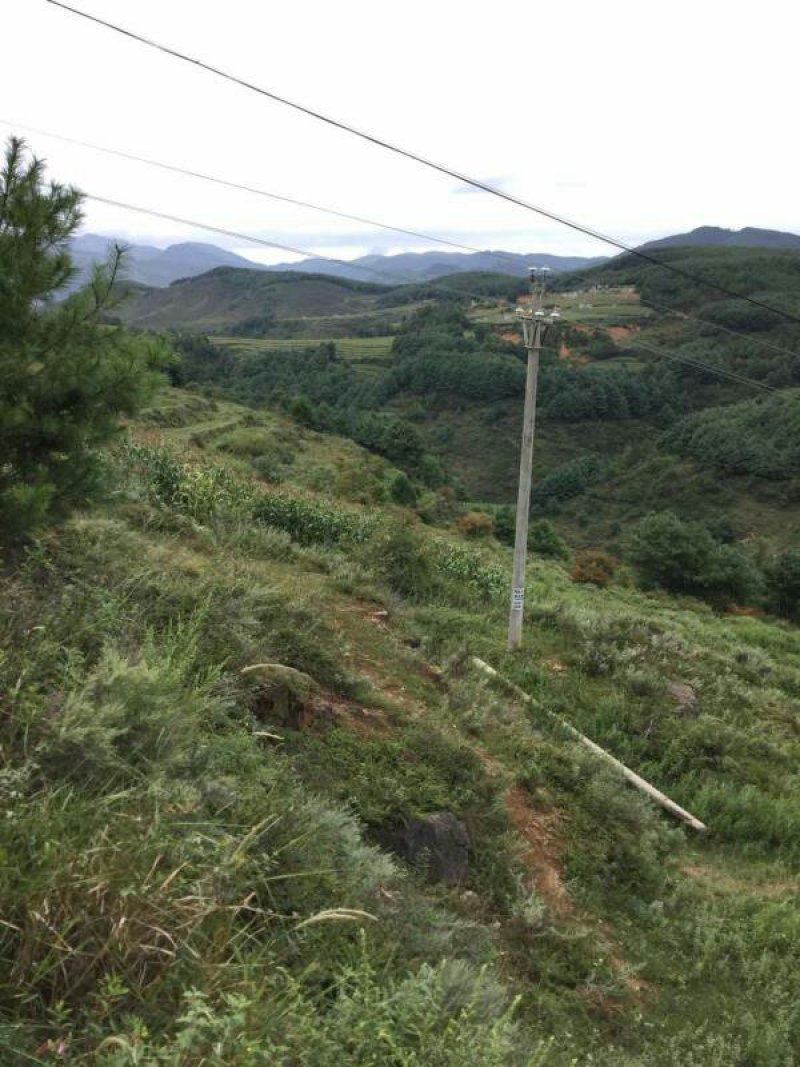 昭通市昭阳区300亩旱地有林地出租