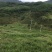 昭通市昭阳区300亩旱地有林地出租
