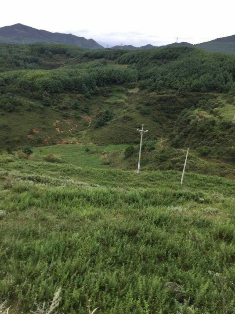昭通市昭阳区300亩旱地有林地出租