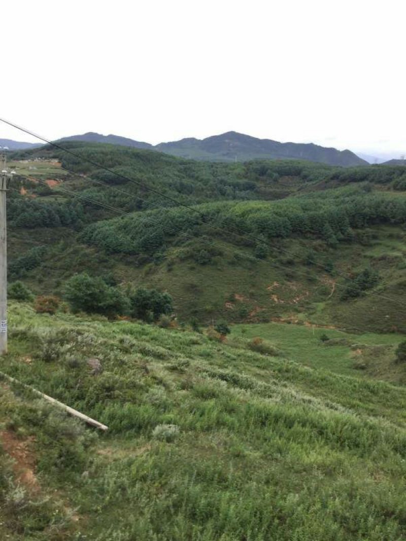 昭通市昭阳区300亩旱地有林地出租