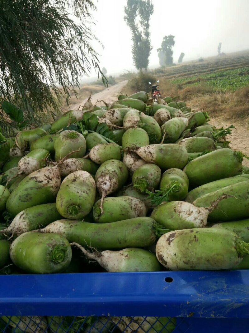 青萝卜，忻州本地货，质量好，价格美丽