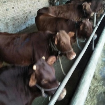 成年肉牛，子母对，价格合理