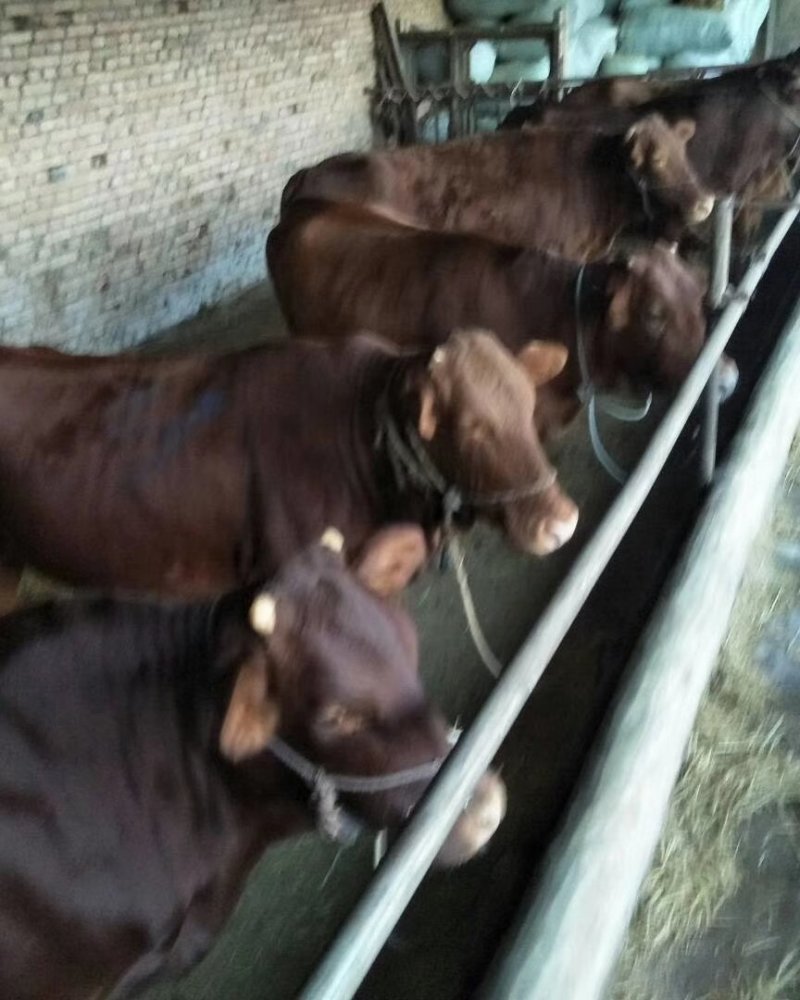 成年肉牛，子母对，价格合理