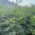 大红袍花椒苗一年生大红袍花椒苗批发