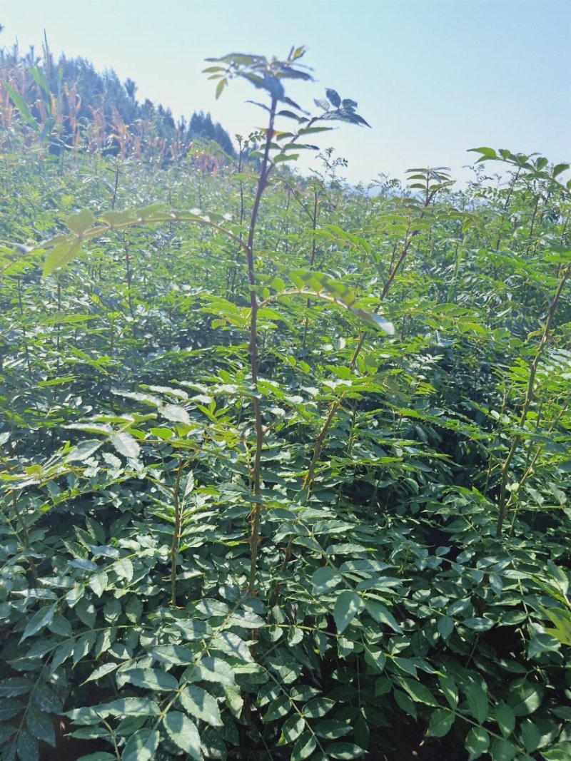 大红袍花椒苗一年生大红袍花椒苗批发