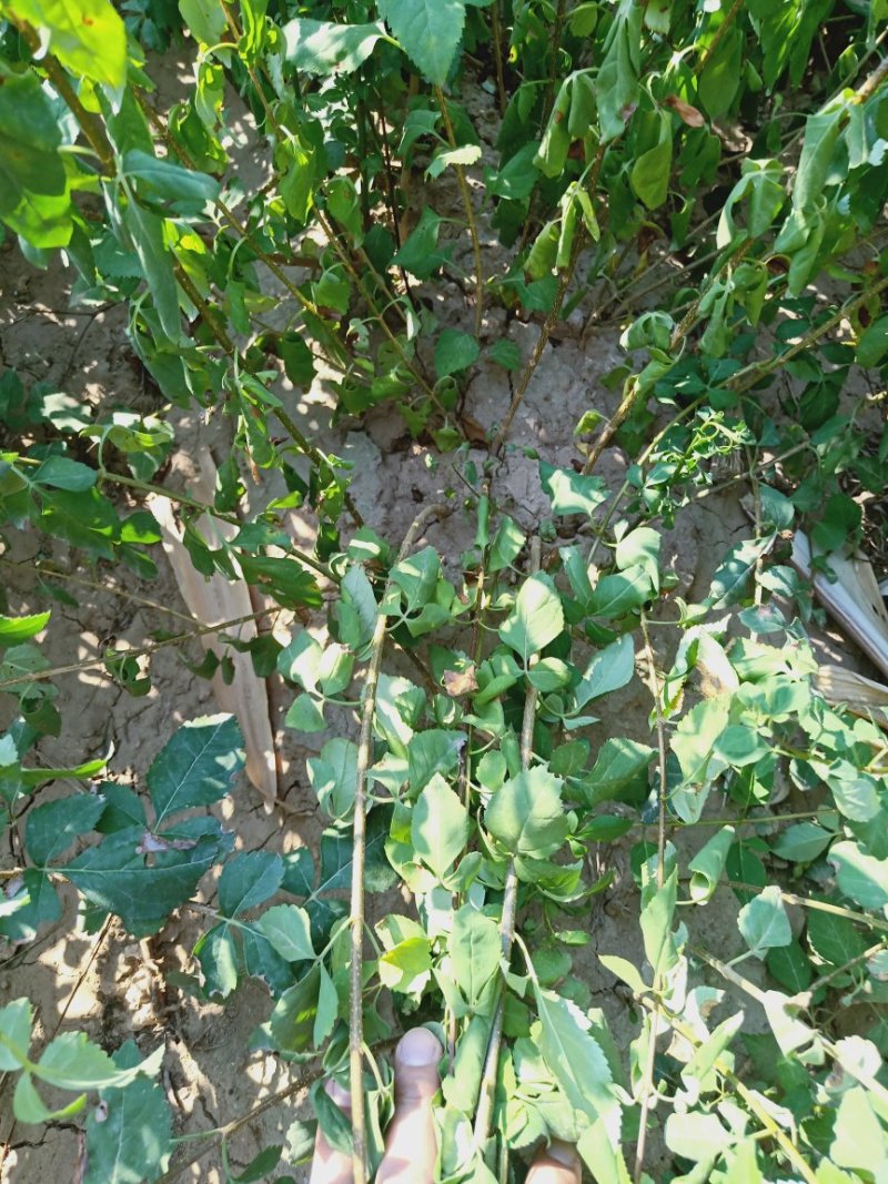 连翘苗一年连翘苗价格药用连翘苗