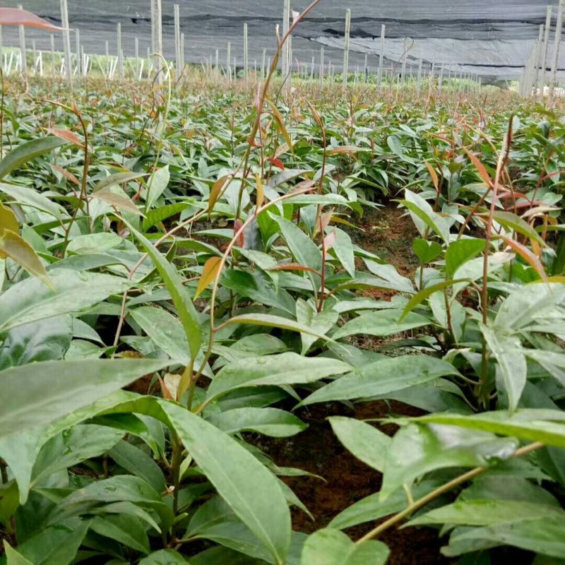 黑老虎果布福娜果20万斤供应中