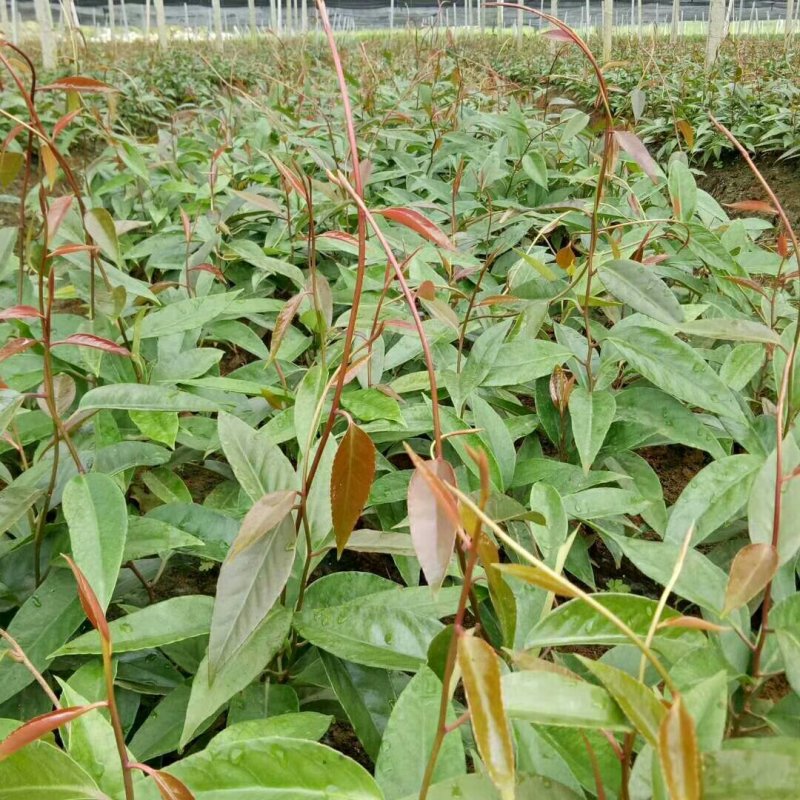 黑老虎果布福娜果20万斤供应中