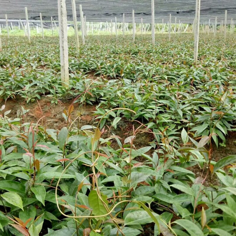 黑老虎果布福娜果20万斤供应中