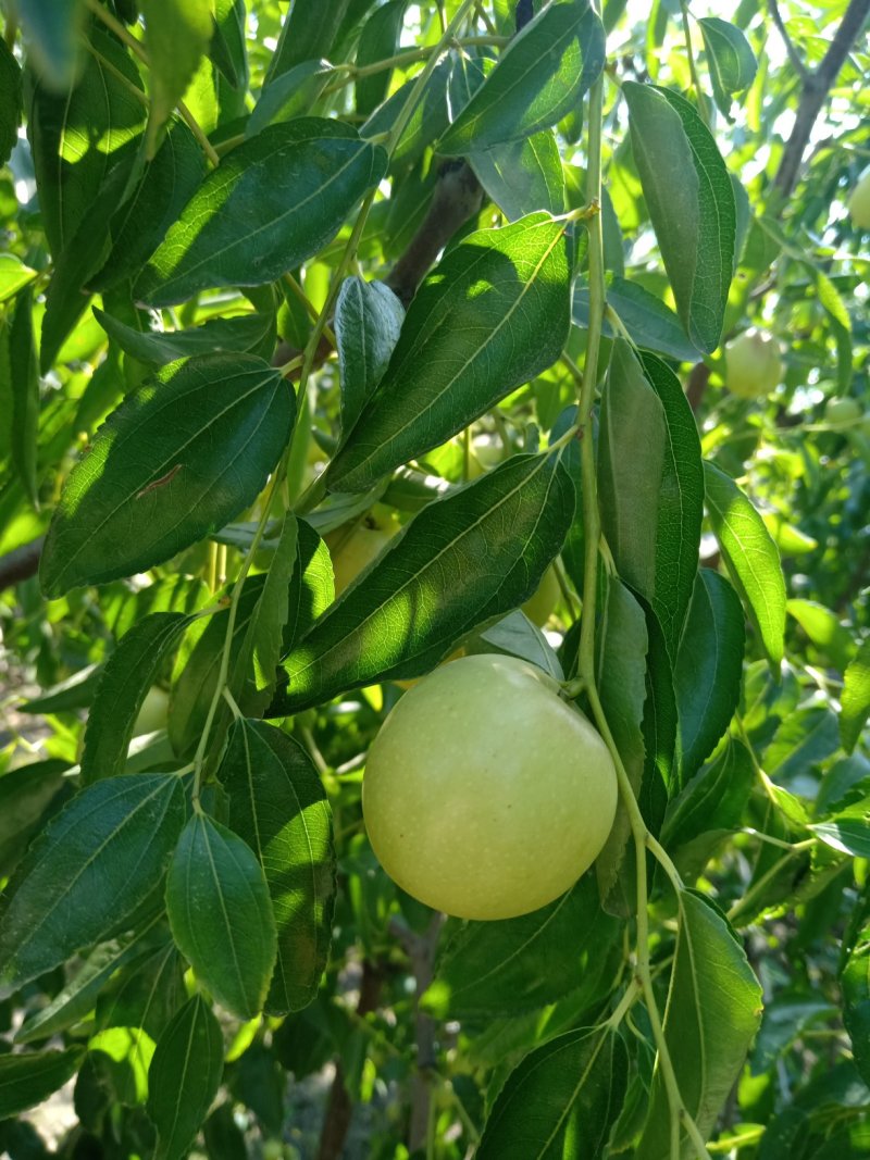 冬枣