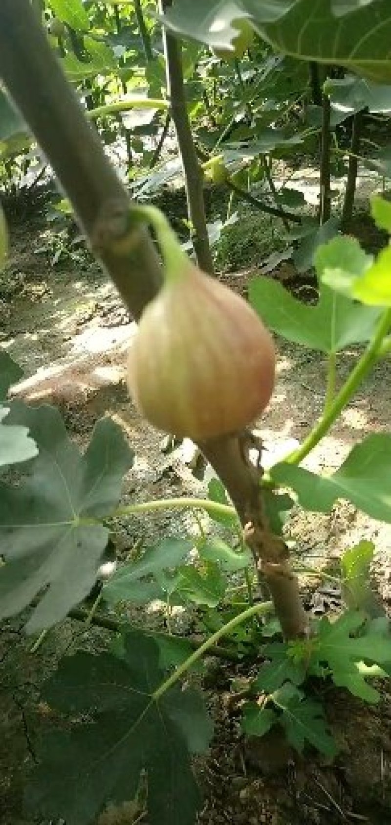 波姬红无花果树苗大青皮金傲芬日本紫果品种齐全