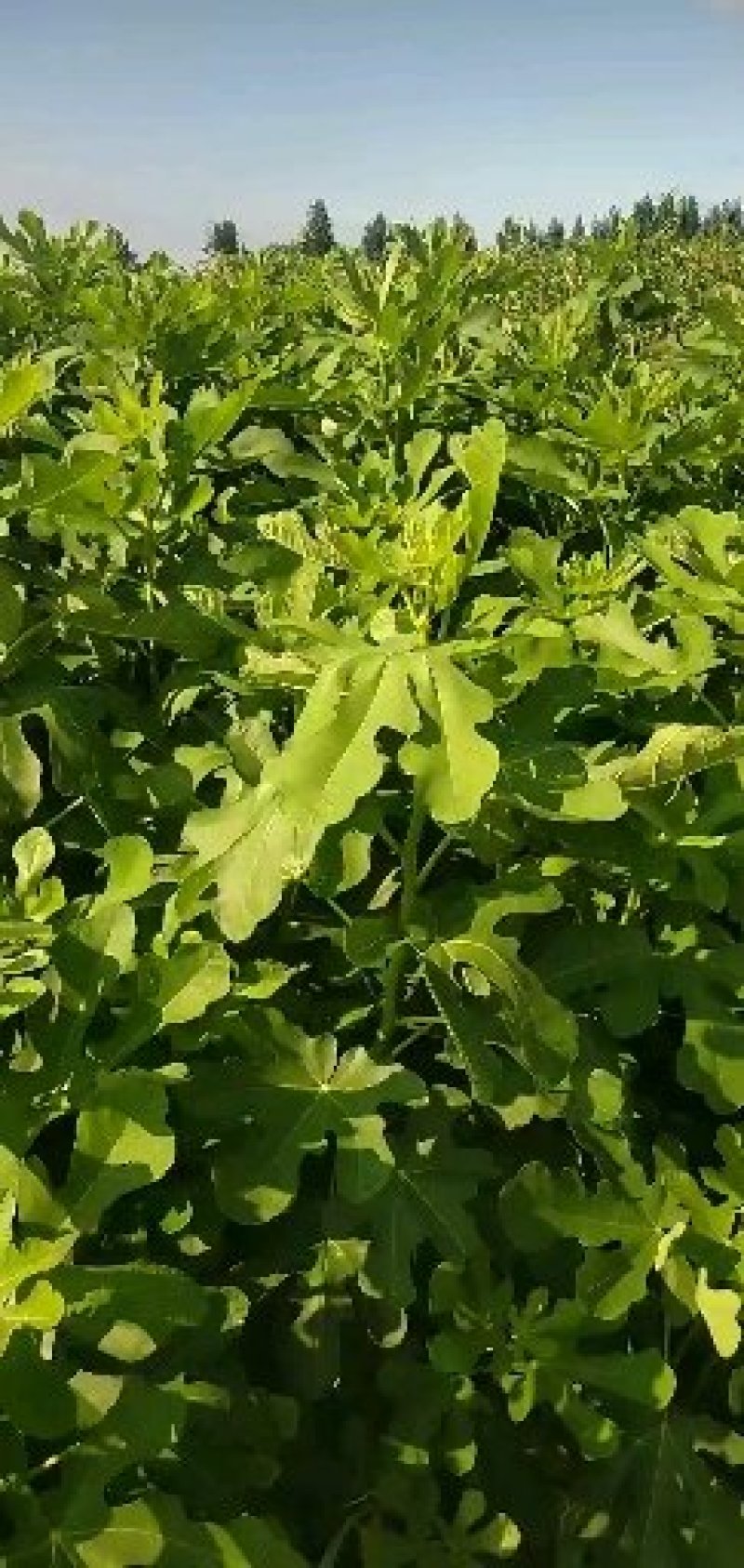 波姬红无花果树苗大青皮金傲芬日本紫果品种齐全