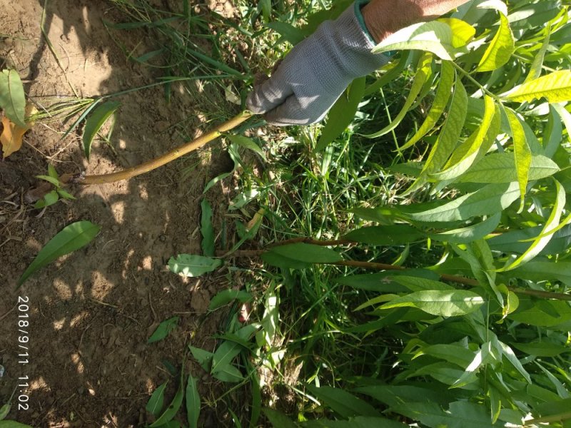 黄金蜜4号:包成活，包结果，签合同，技术跟踪指导，