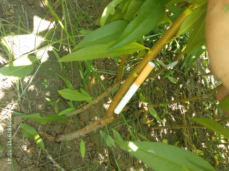 黄金蜜4号:包成活，包结果，签合同，技术跟踪指导，