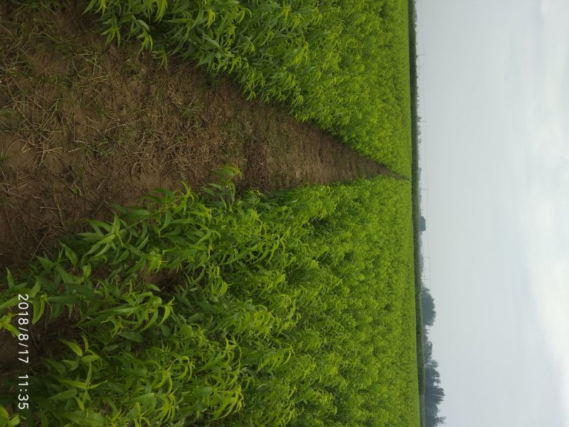 黄金蜜4号:包成活，包结果，签合同，技术跟踪指导，