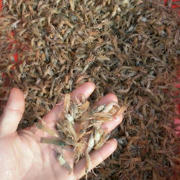 1-5公分奥洲龙虾，大量出售，量大从优