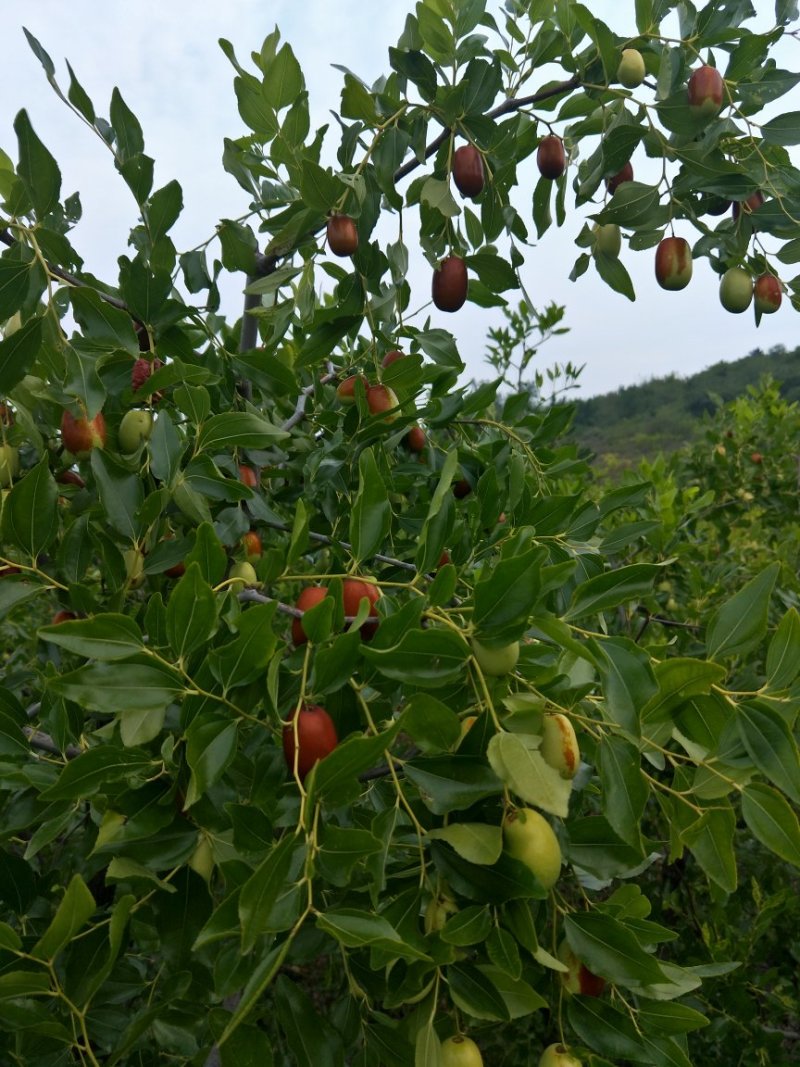 朝阳脆枣
