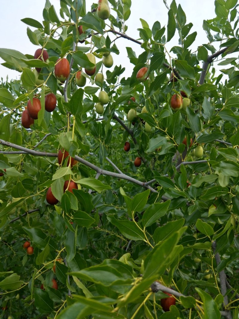 朝阳脆枣