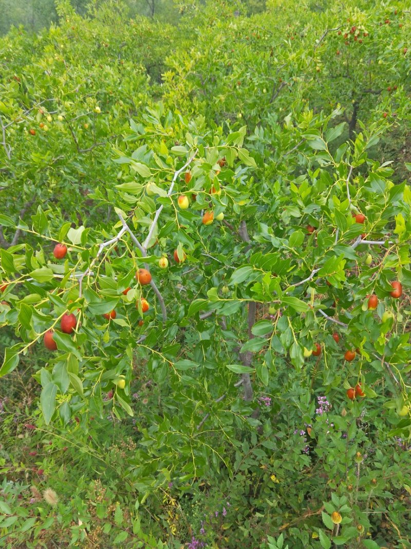 朝阳脆枣