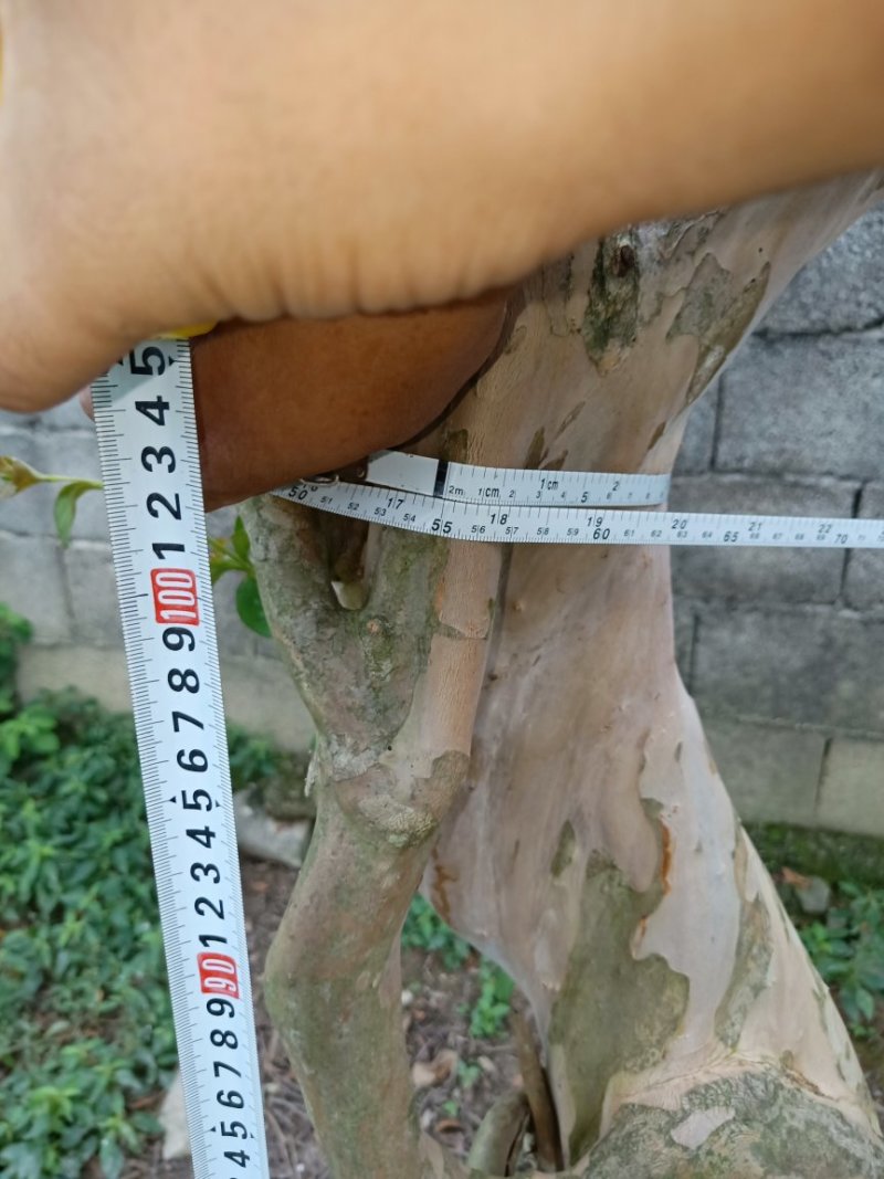原生品种紫薇