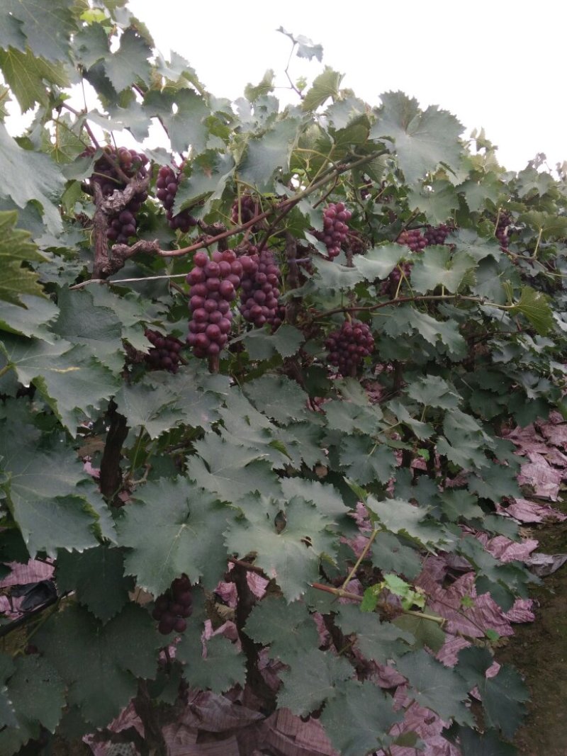 露天套袋巨峰葡萄（秦皇岛万亩葡萄基地）粒子大特甜