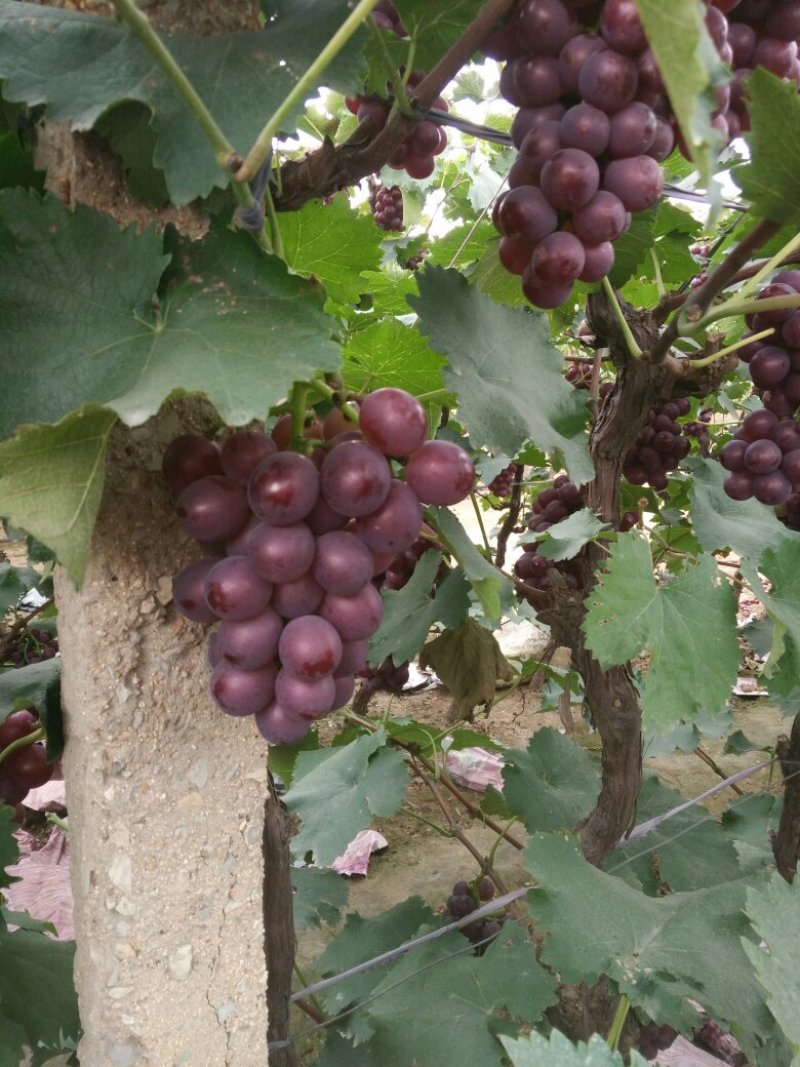 露天套袋巨峰葡萄（秦皇岛万亩葡萄基地）粒子大特甜