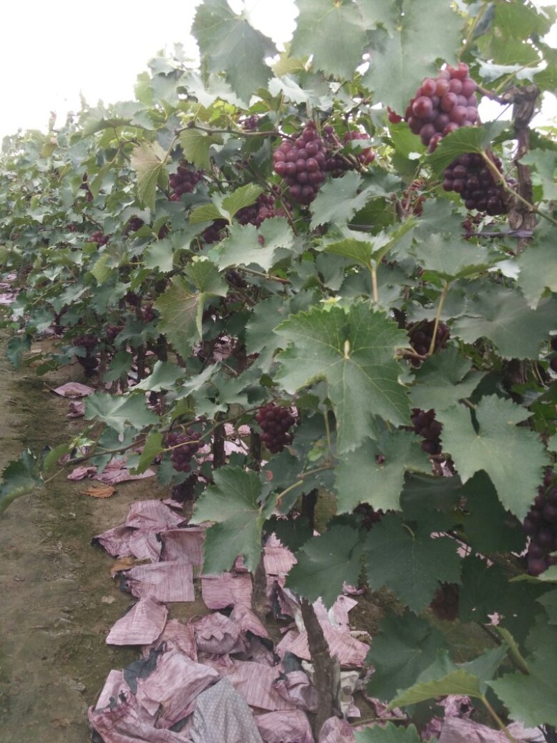 露天套袋巨峰葡萄（秦皇岛万亩葡萄基地）粒子大特甜