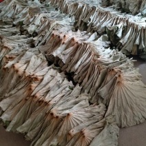 新鲜干荷叶2025年整张荷叶叫花鸡荷叶鸡专用荷叶整张藕