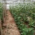 长短豆角
