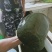 。野生甲鱼
