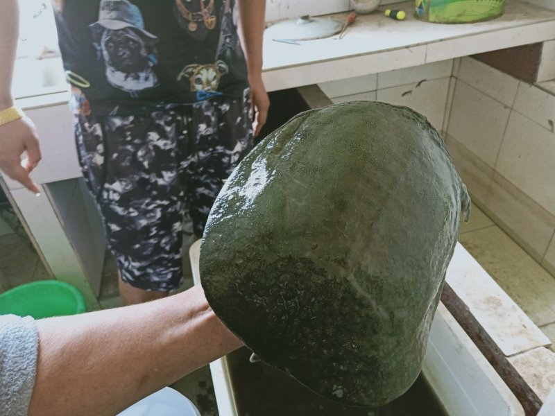 。野生甲鱼