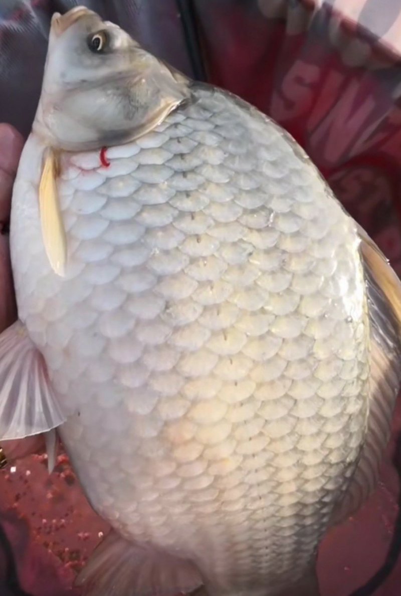 河鱼，水库鱼