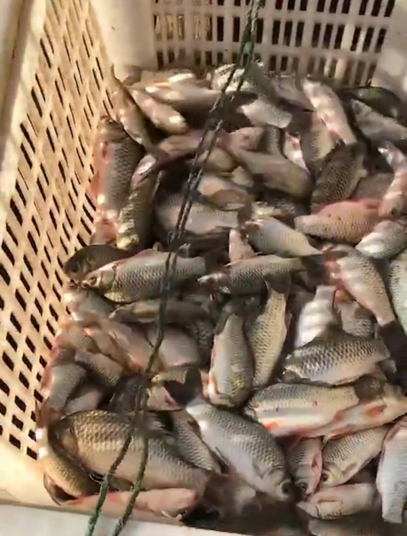 河鱼，水库鱼