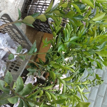 沃柑苗30~50cm
