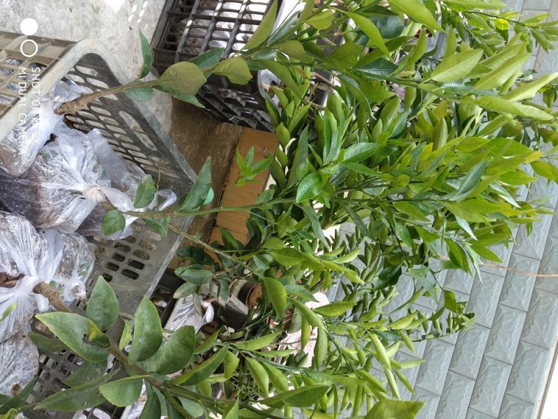 沃柑苗30~50cm