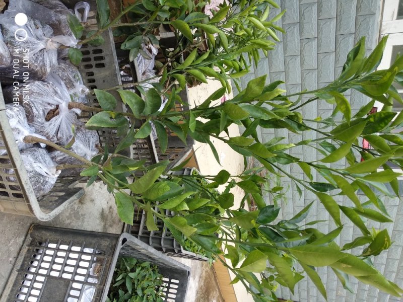 沃柑苗30~50cm