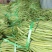 江豆角长豆角