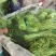 江豆角长豆角