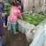 江豆角长豆角