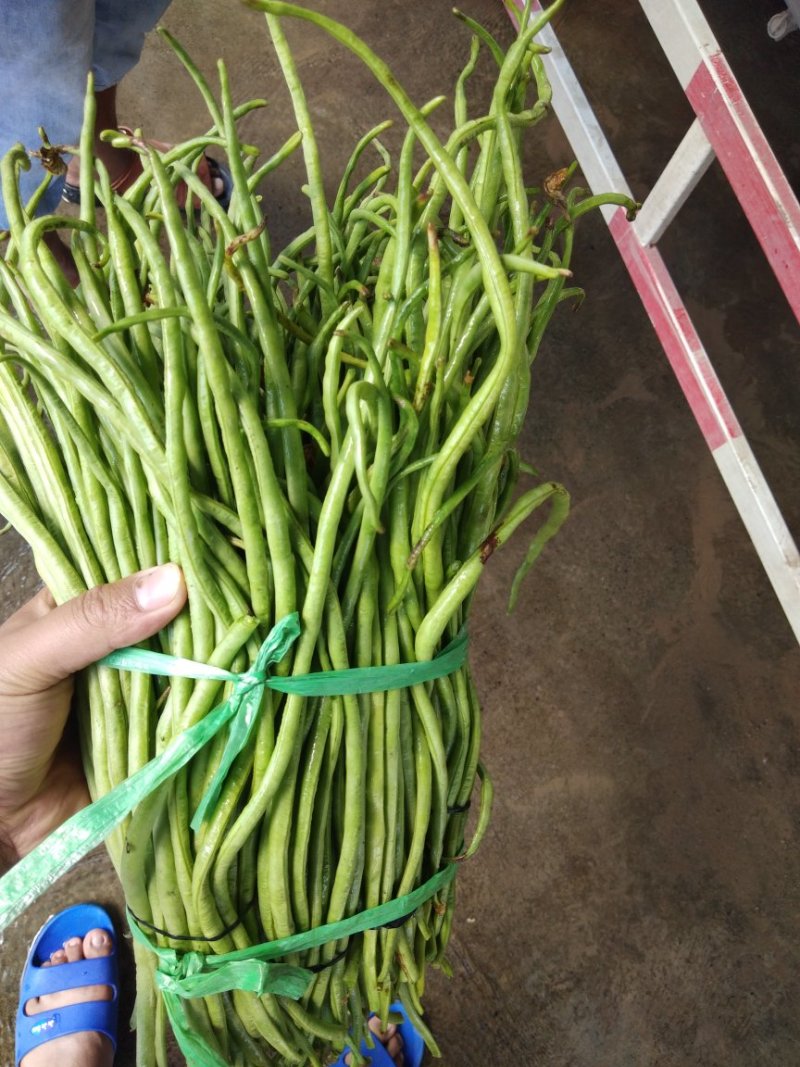 江豆角长豆角