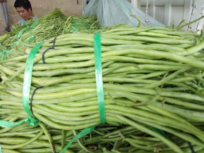 江豆角，长豆角！货源充主