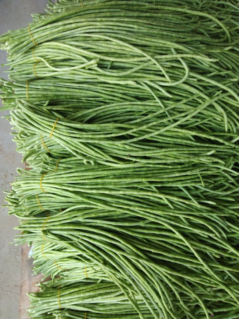 江豆角，长豆角！货源充主