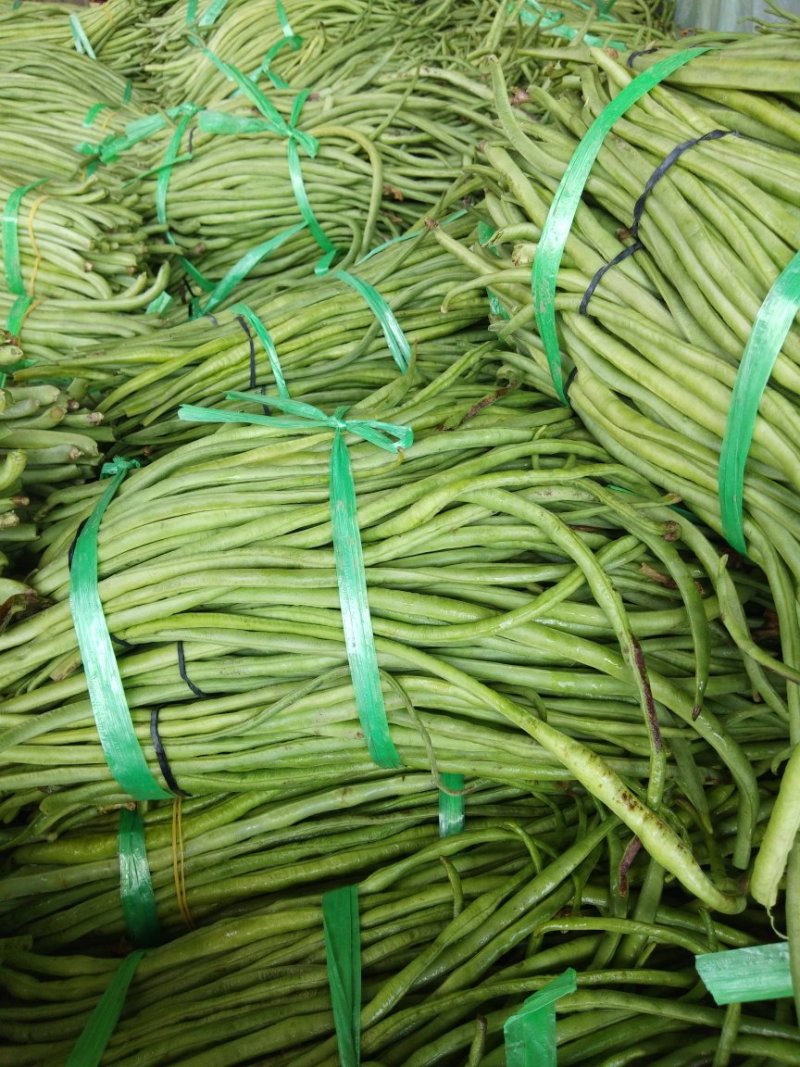 江豆角，长豆角！货源充主