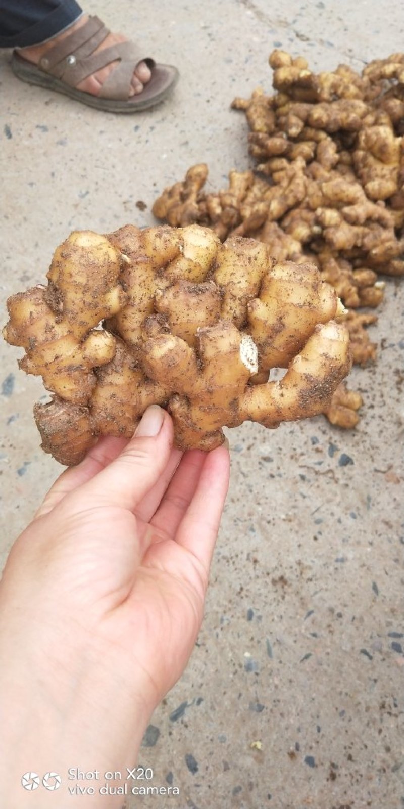 优质小黄姜山东生姜基地直供全国发货欢迎选购